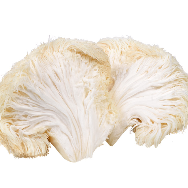 Wild Plum Growers Lions Mane Mushroom Grow Kit detail