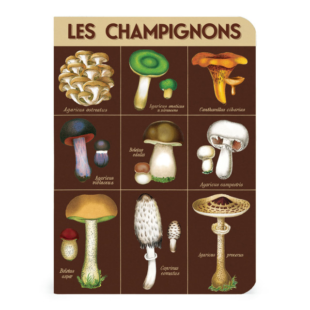 Cavallini & Co Foraging Mini Notebook Set, Pack of 3 detail