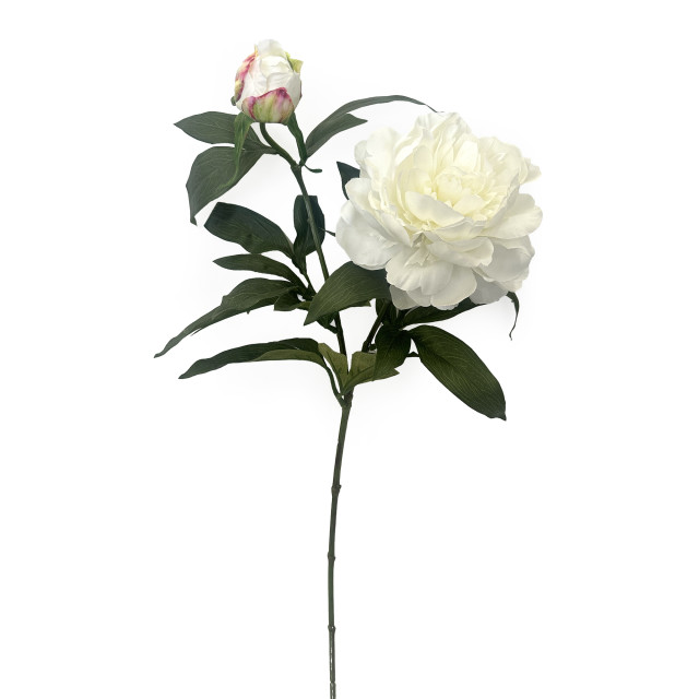 Humble & Mash Peony 68cm White Faux Plant