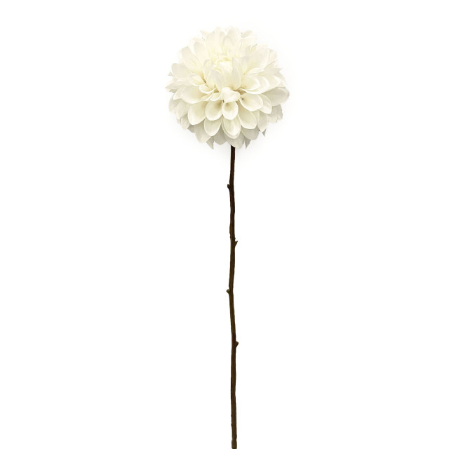 Humble & Mash Dahlia 55cm Cream Faux Plant