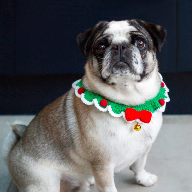 Talking Tables Botanical Crocheted Dog Collar