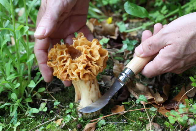 Opinel Mushroom Knife, 8cm
