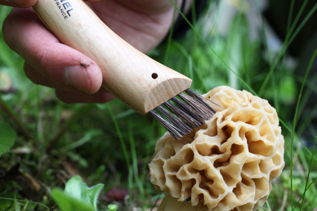 Opinel Mushroom Knife, 8cm