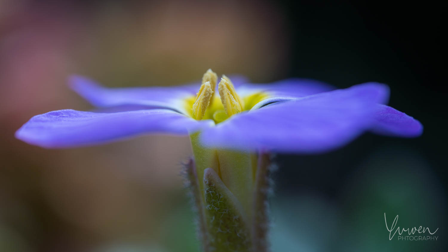 Macro