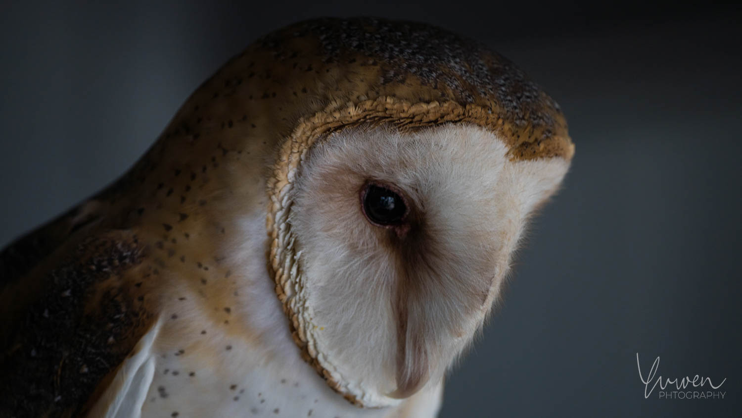 Wildlife