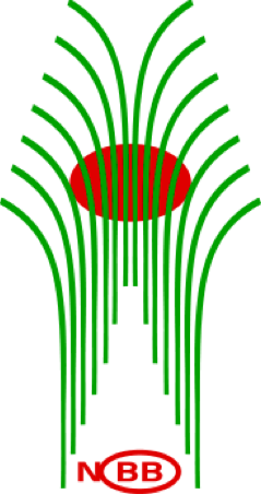NBB