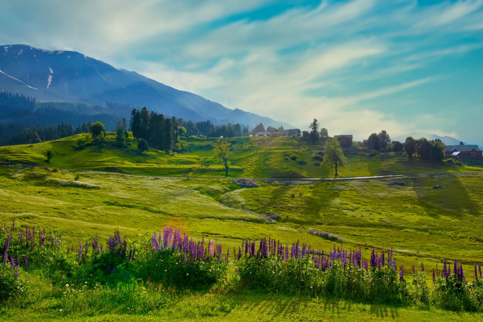 Gulmarg meadow in summer with wildflowers and Himalayan peaks, no snow on the bowl