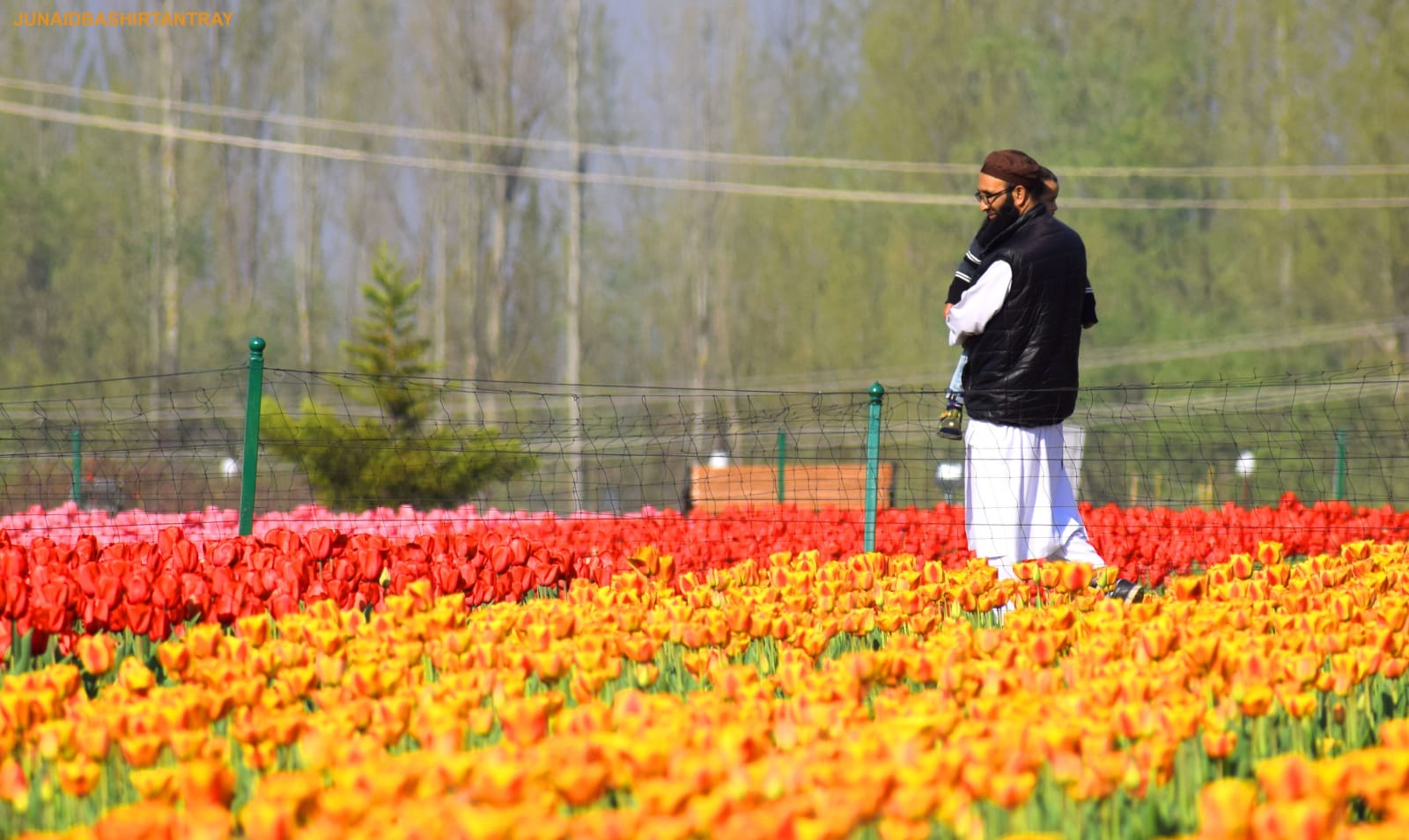 Tulip fields in Kashmir with Dal Lake and mountains