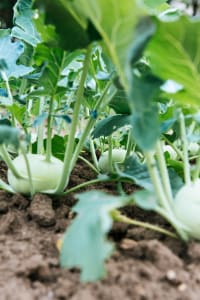Kashmiri Monji Haak: The Kohlrabi Green That Anchors the Valley Kitchen