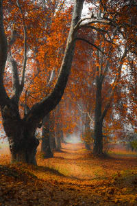 The Chinar Trees of Kashmir: When to See Them and Where