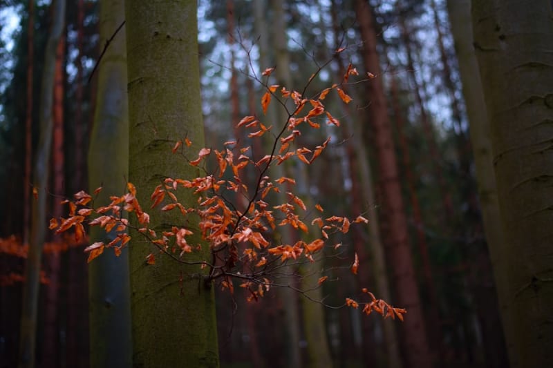 The Chinar Trail