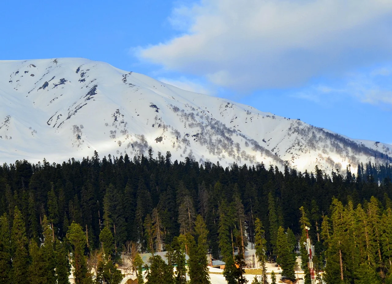 Fresh snow on the Apharwat ridge above the green pine forest of Gulmarg, October