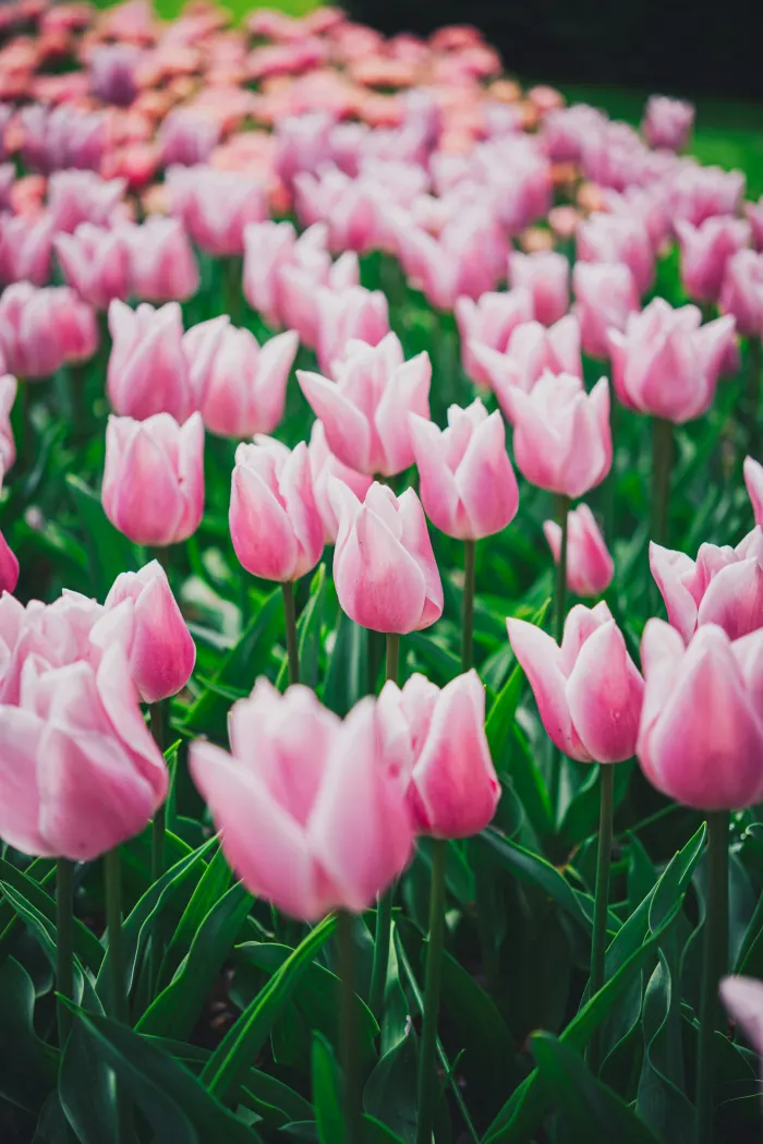 Kashmir in Spring - Srinagar