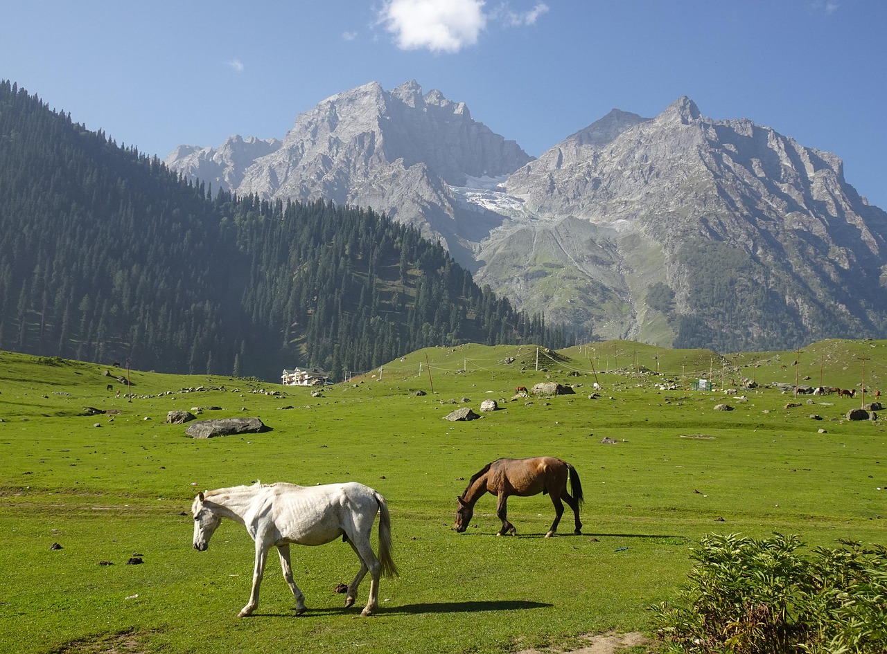 The Sonamarg meadow with horses grazing below the glacier peaks. Photo: sarangib / Pixabay.