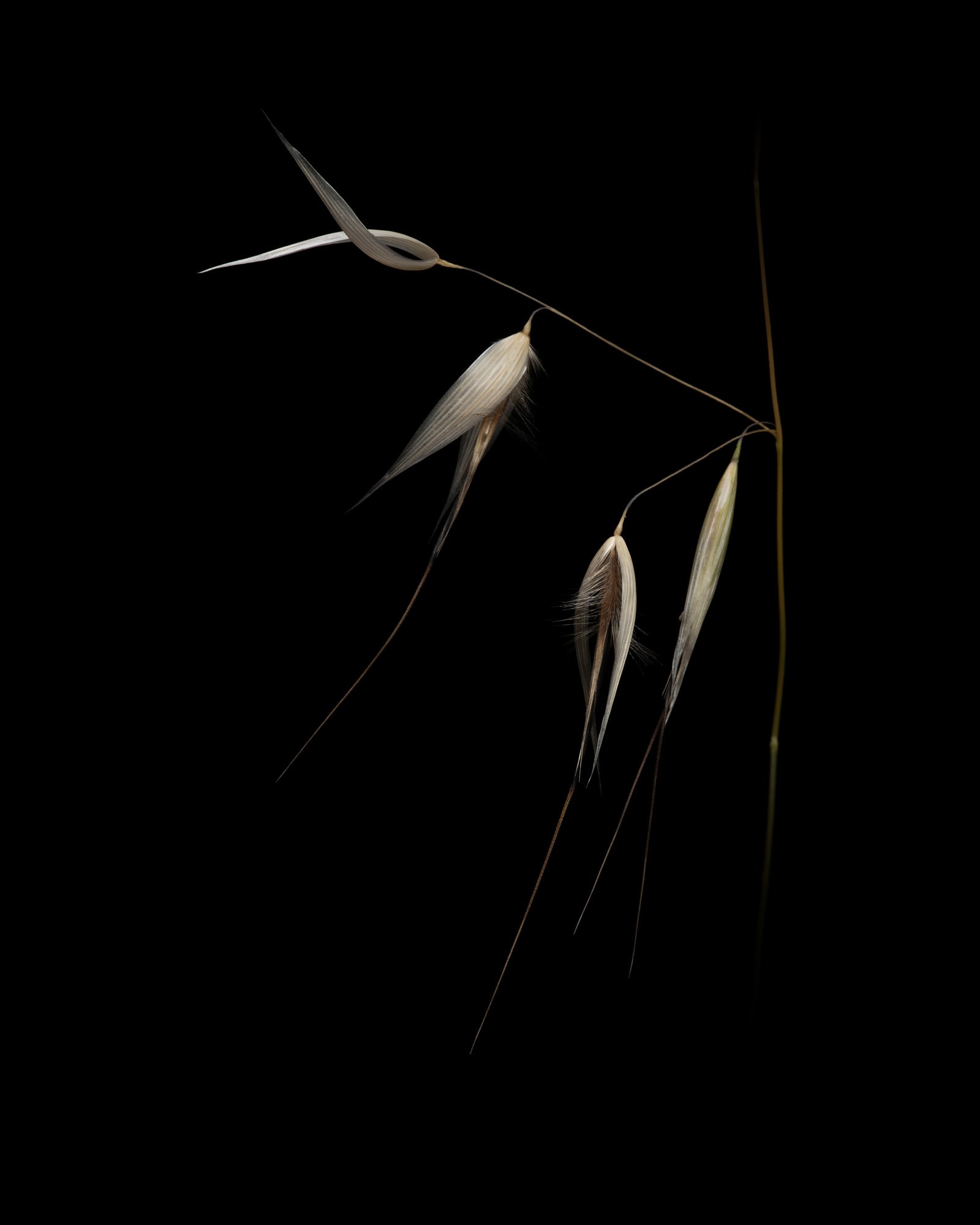 COQUIOLE
Folle avoine | Avena fatua L., 1753