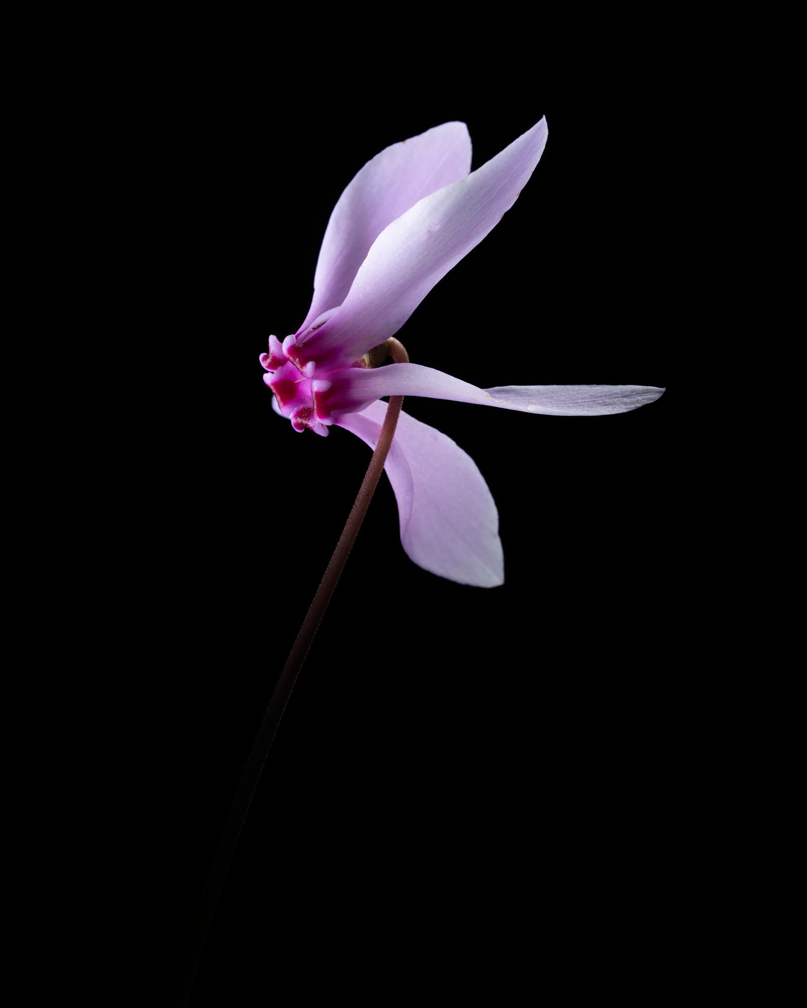 PAIN  DE  POURCEAU
Cyclamen à feuille de lierre | Cyclamen heredifolium (Savi)Ten., 1838