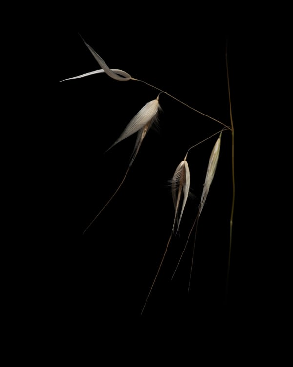 COQUIOLE
Folle avoine | Avena fatua L., 1753