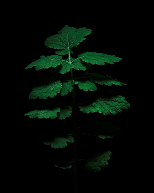 HERBE AUX VERRUES  
Chelidoine | Chelidonium majus L., 1753
