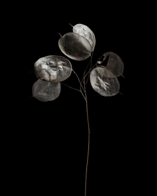 MONNAIE  DU  PAPE 
Lunaire annuelle  | Lunaria annua  L., 1753