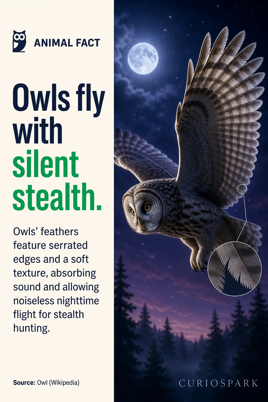 Infographic about owls' silent flight due to unique feather structure.