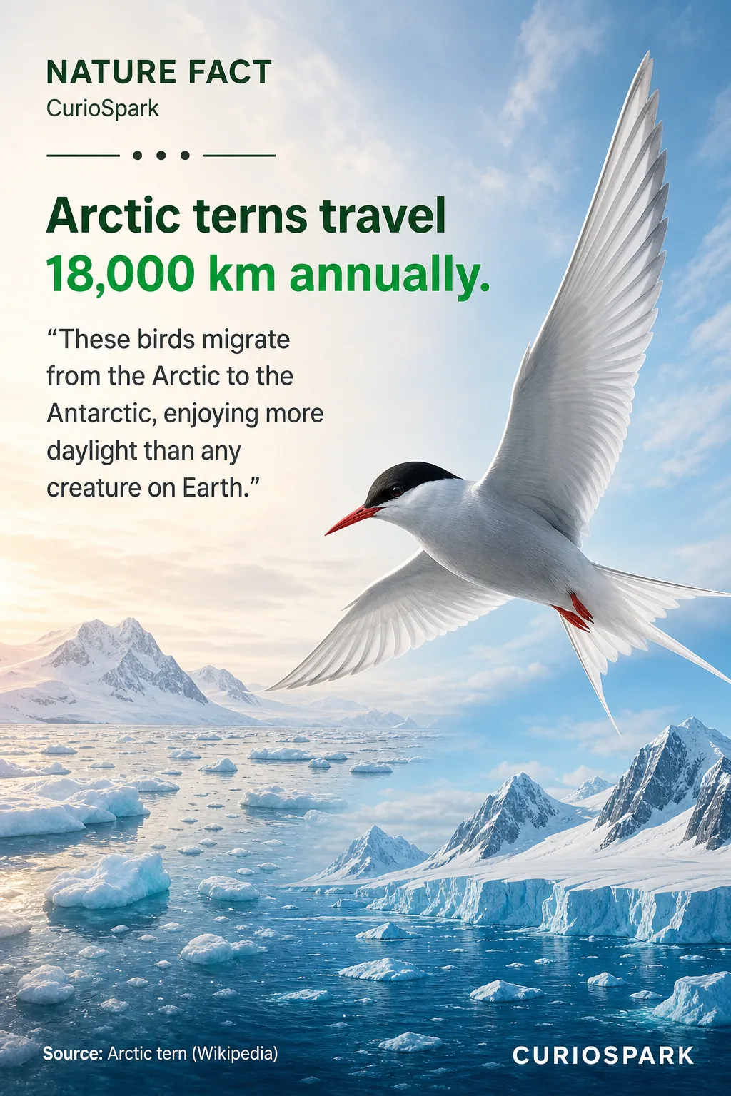 Arctic terns migrate 18,000 km annually between the Arctic and Antarctic. Depicts tern flying over polar landscapes.