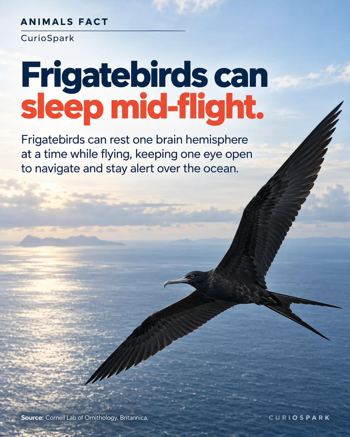 Frigatebird in flight with open eye, showcasing ability to sleep mid-flight using unihemispheric sleep.