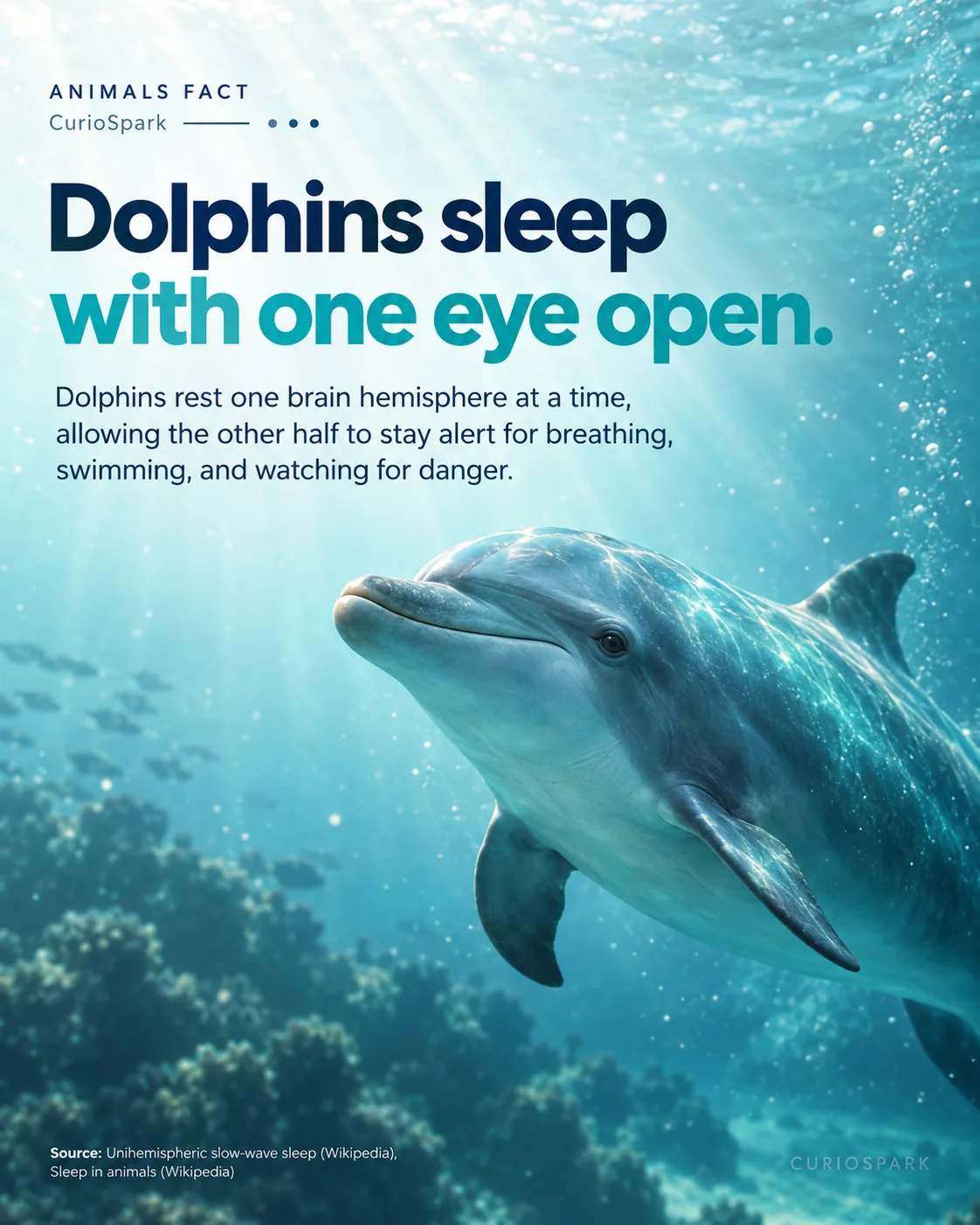 Infographic depicting dolphin's unihemispheric sleep capability, allowing one eye open, with text in clean sans-serif.