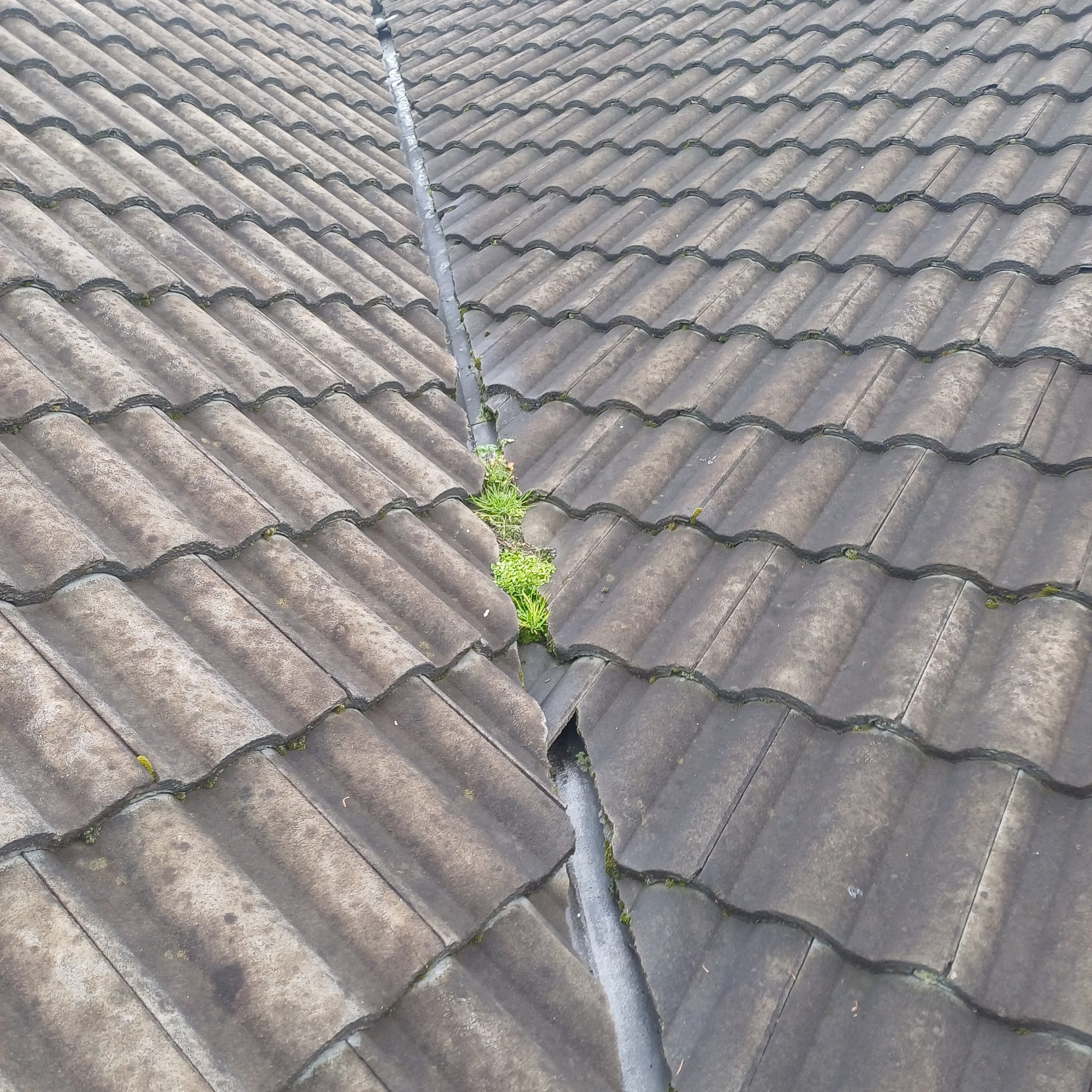 weeds in valley, dirty tiles