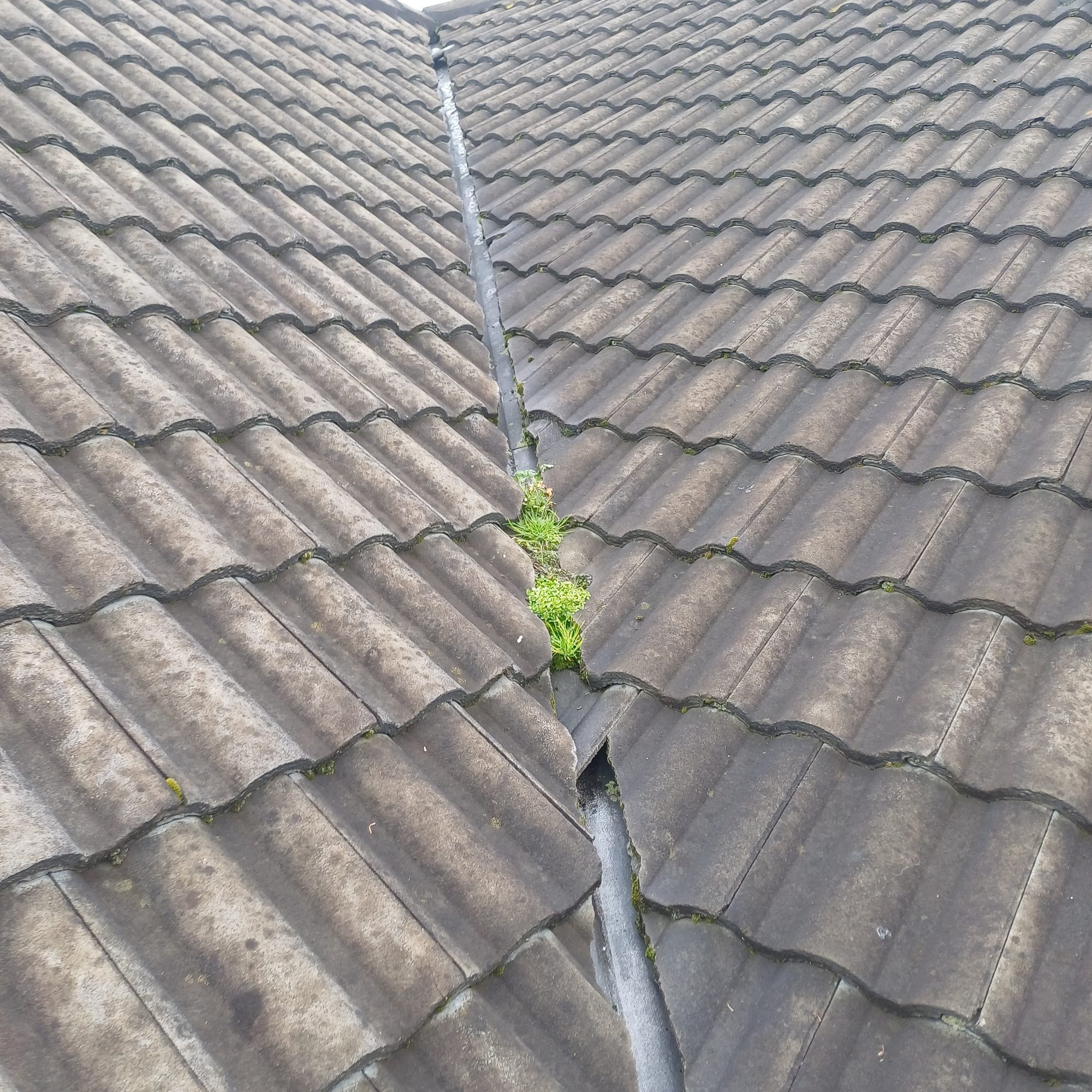 weeds in valley