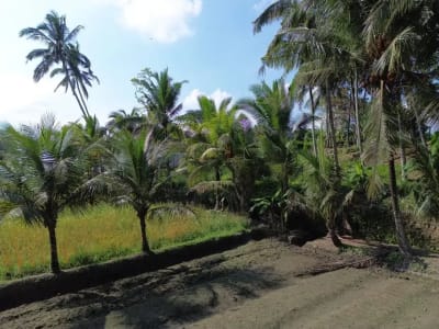 [DIJUAL] Tanah Matang 10,5 Are Zona Campuran di Mambal Badung – Dekat Green School &amp; Ubud - Thumbnail 8