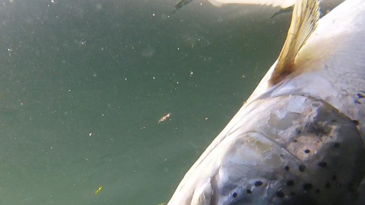 Salmon firm hits back at harassment campaign Salmon firm hits back at harassment campaign - scottish salmon farming