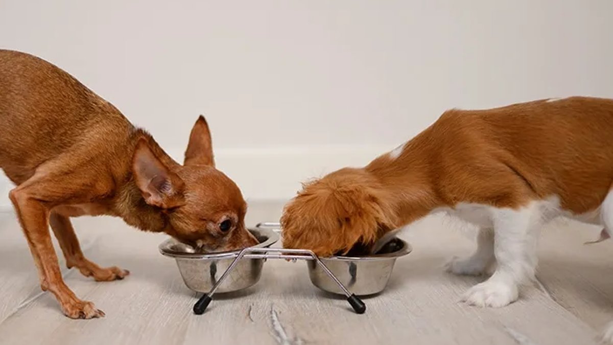 As Dogs Age So Should Their Food - senior dog food