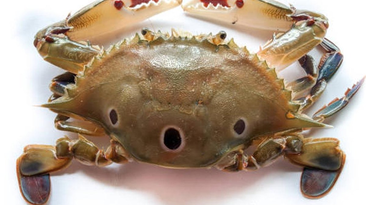 Giant Crab Outgrows Its Plastic Shell - plastic crab