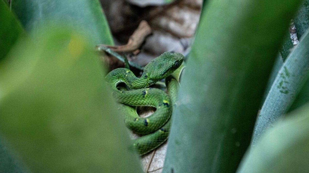 Snake venom fuels new drug breakthroughs Snake venom fuels new drug breakthroughs - snake venom drugs