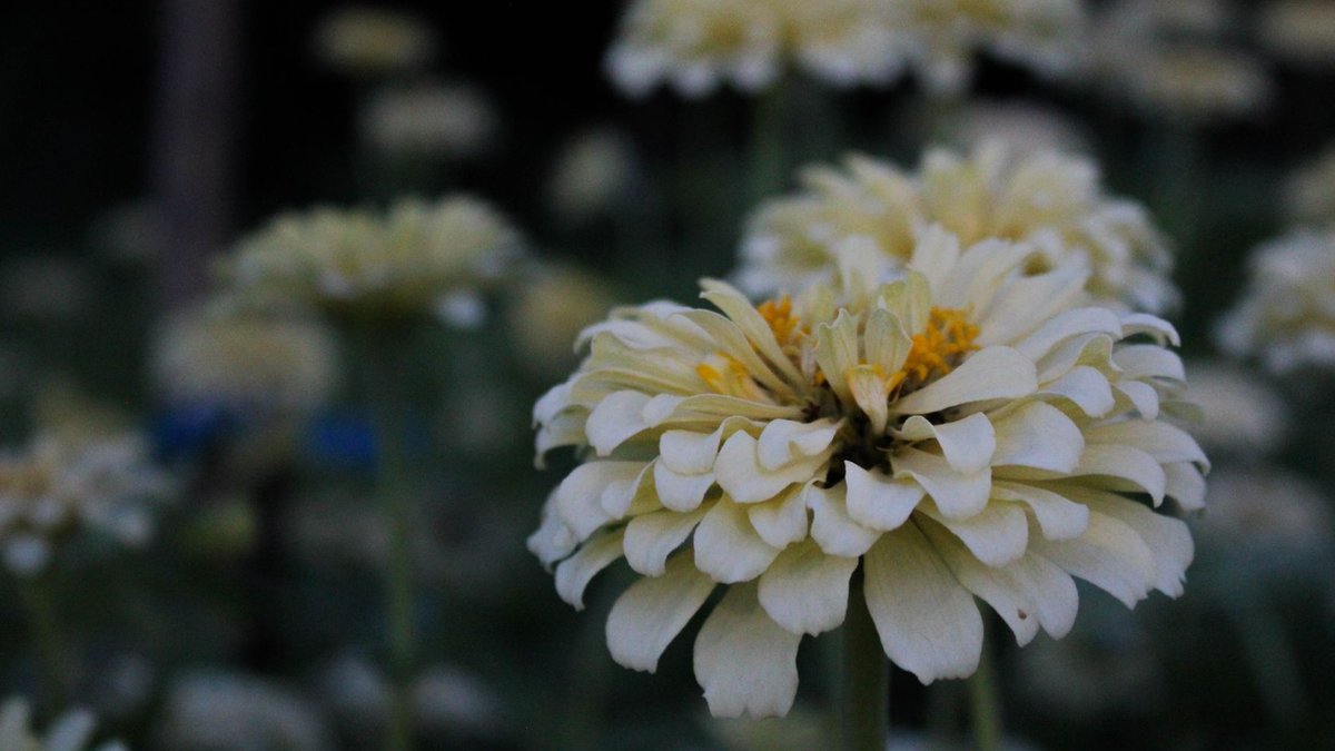 New soft-hued zinnias emerge from collaborative breeding - soft hued zinnias