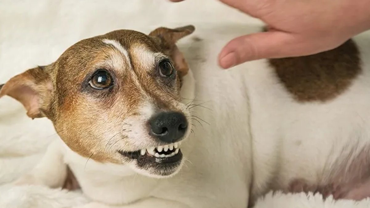 Study Sheds Light on Causes of Dog Aggression - dog aggression