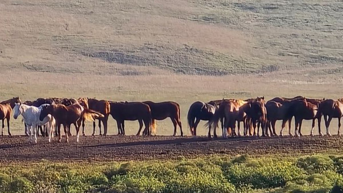 Wild Horses Roam Free in Kansas Prairie Wild Horses Roam Free in Kansas Prairie - wild horses
