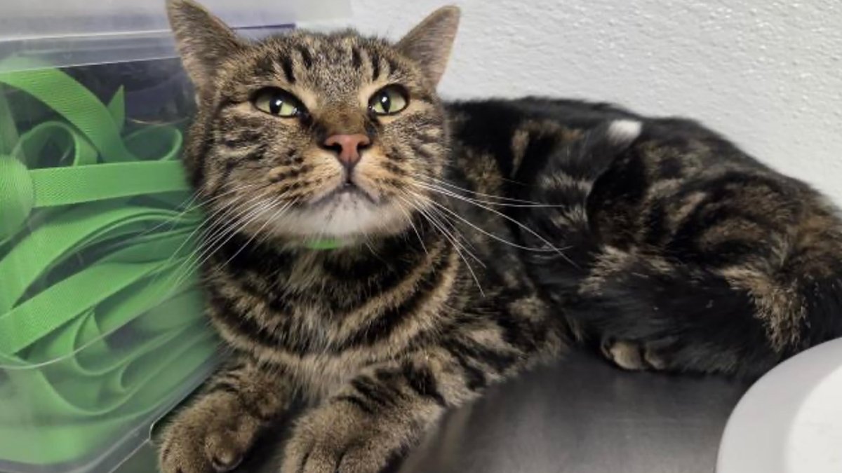 Cat Found Alive After 39 Day Ordeal - cat survival