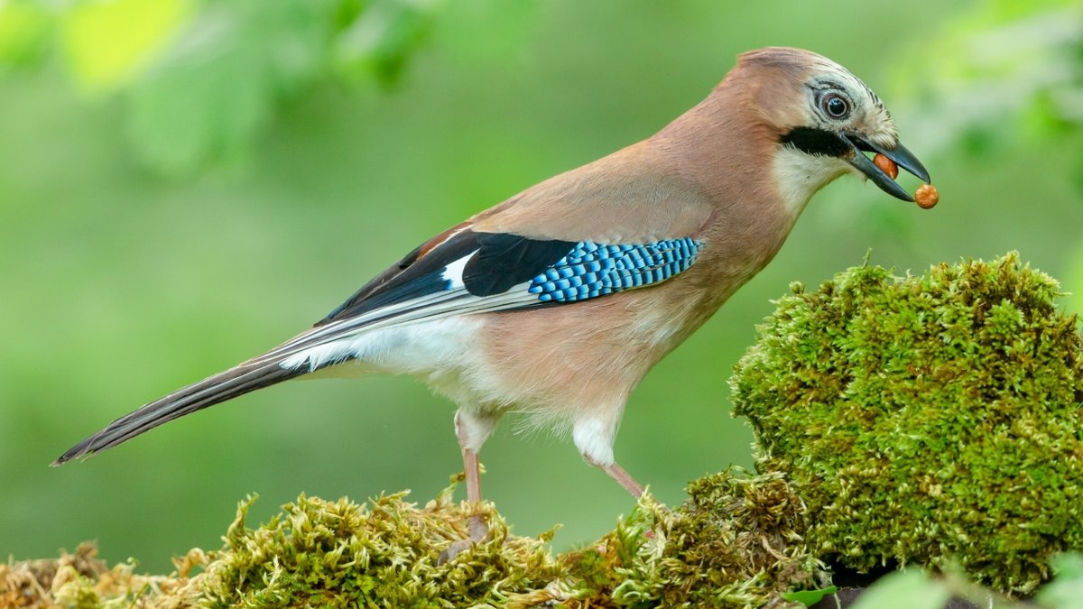 Best Summer Garden Birds Wildlife Lovers Should Spot Best Summer Garden Birds Wildlife Lovers Should Spot - summer garden birds