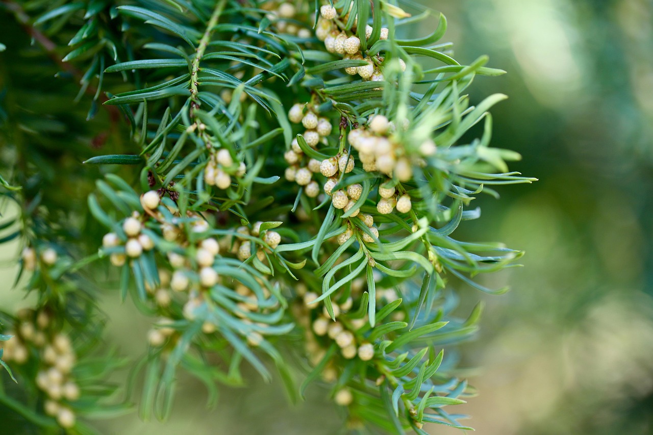 Fortis Green’s Evergreen Love: Lab Created Rings for Timeless Romance