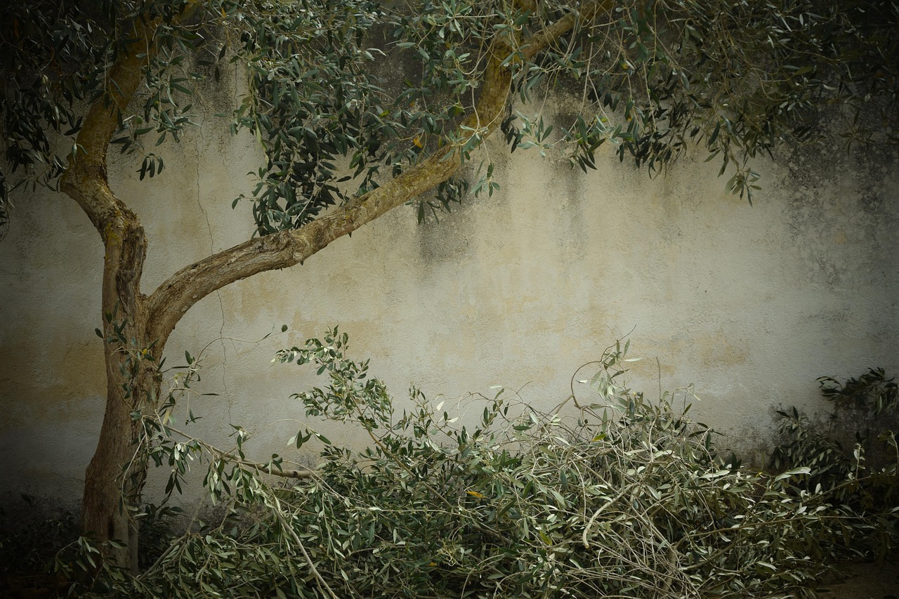 Tree Trimming Tree Pruning is There Truly a Difference Between Them