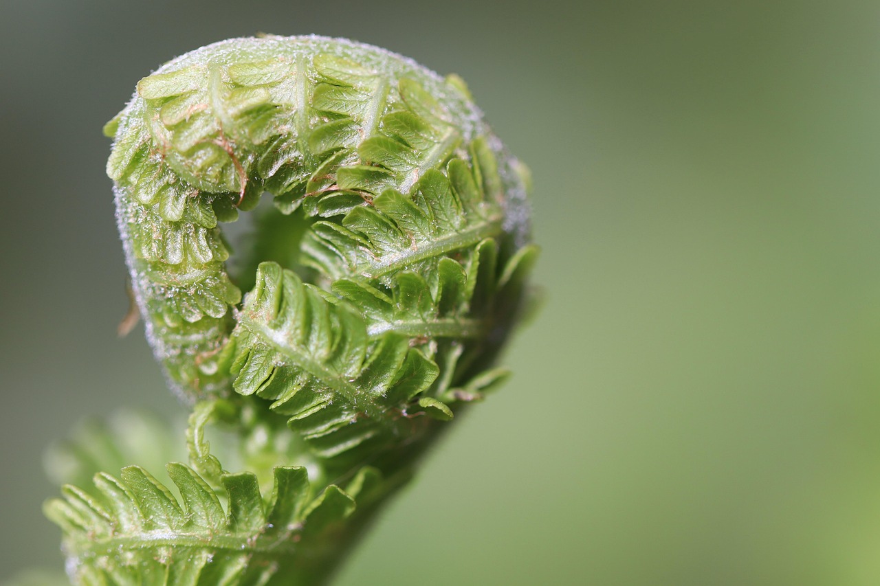 Tips for Making Bokeh Photos and Videos