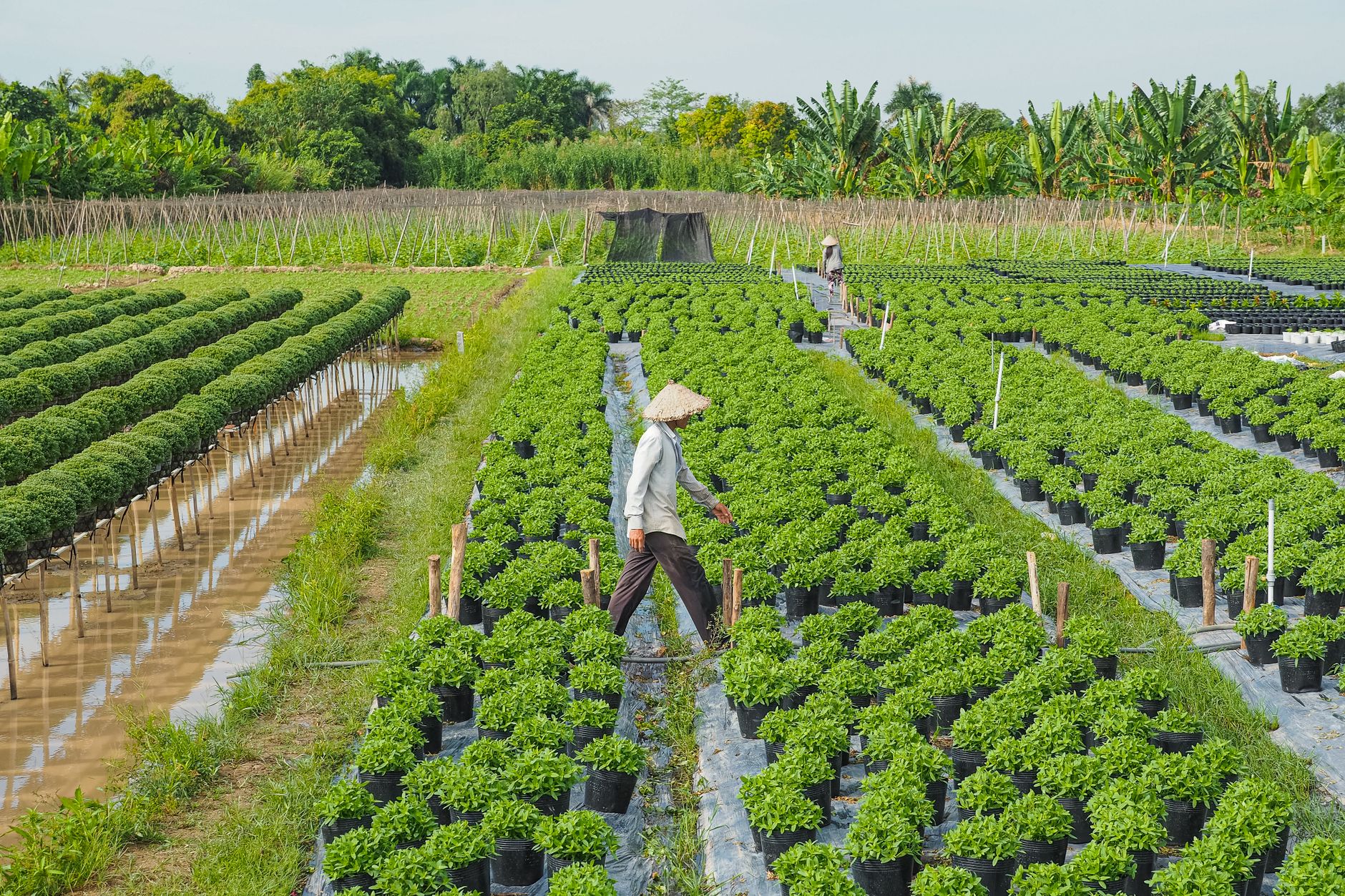 Benefits of Charcoal for Plants and Agriculture