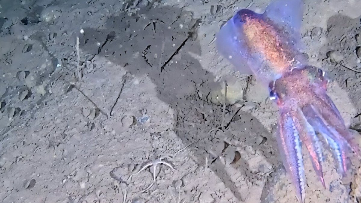 Arctic squid mother caught on rare footage Arctic squid mother caught on rare footage - arctic squid