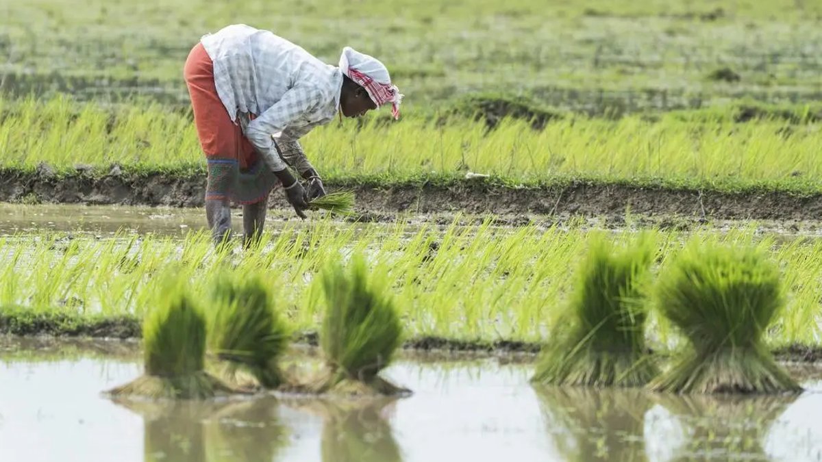 Rethinking Farm Financial Resilience Amid Climate Risk Rethinking Farm Financial Resilience Amid Climate Risk - farm financial resilience