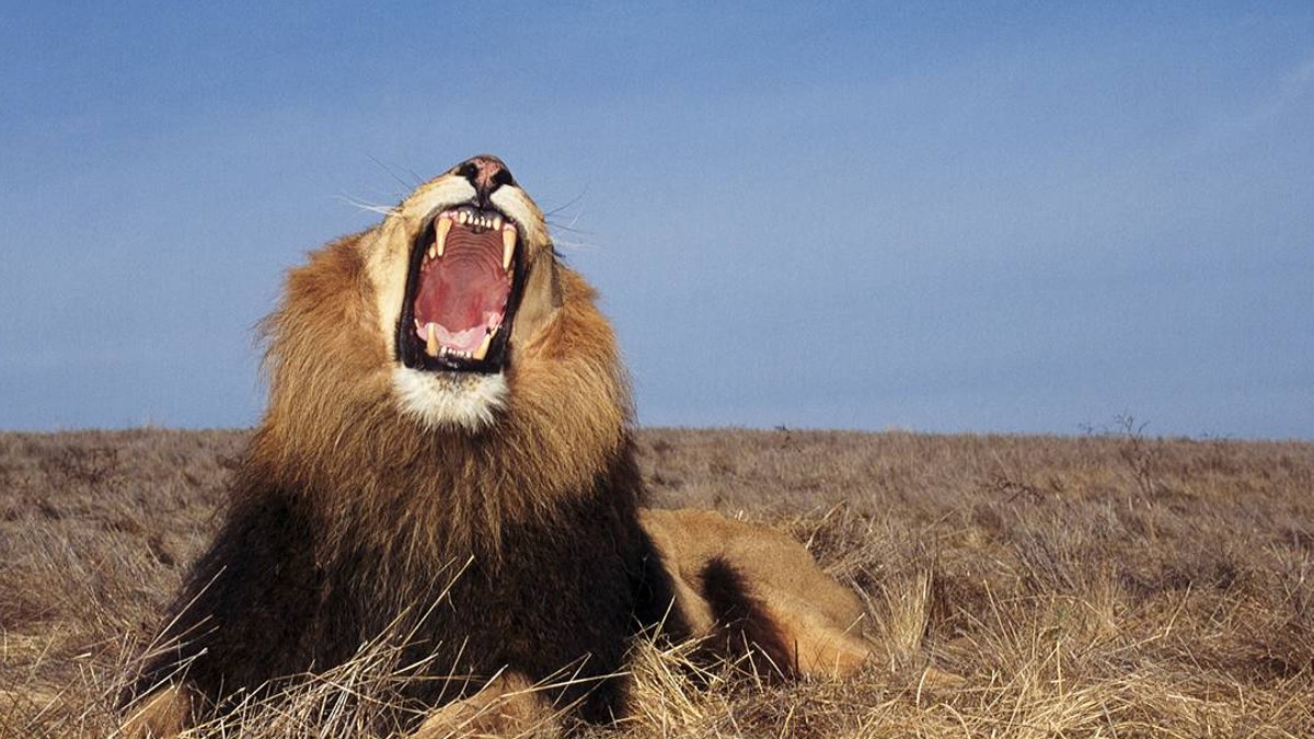 Lion Energy sees more oil and gas value Lion Energy sees more oil and gas value - oil gas