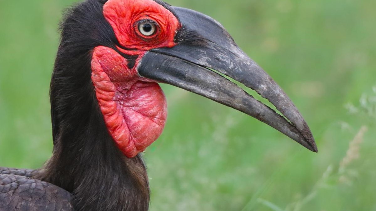 South Africa targets growing UK birdwatching market