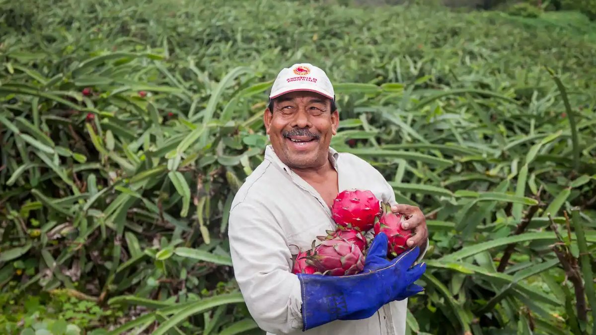 Innocent funds 18 global produce projects - sustainable farming