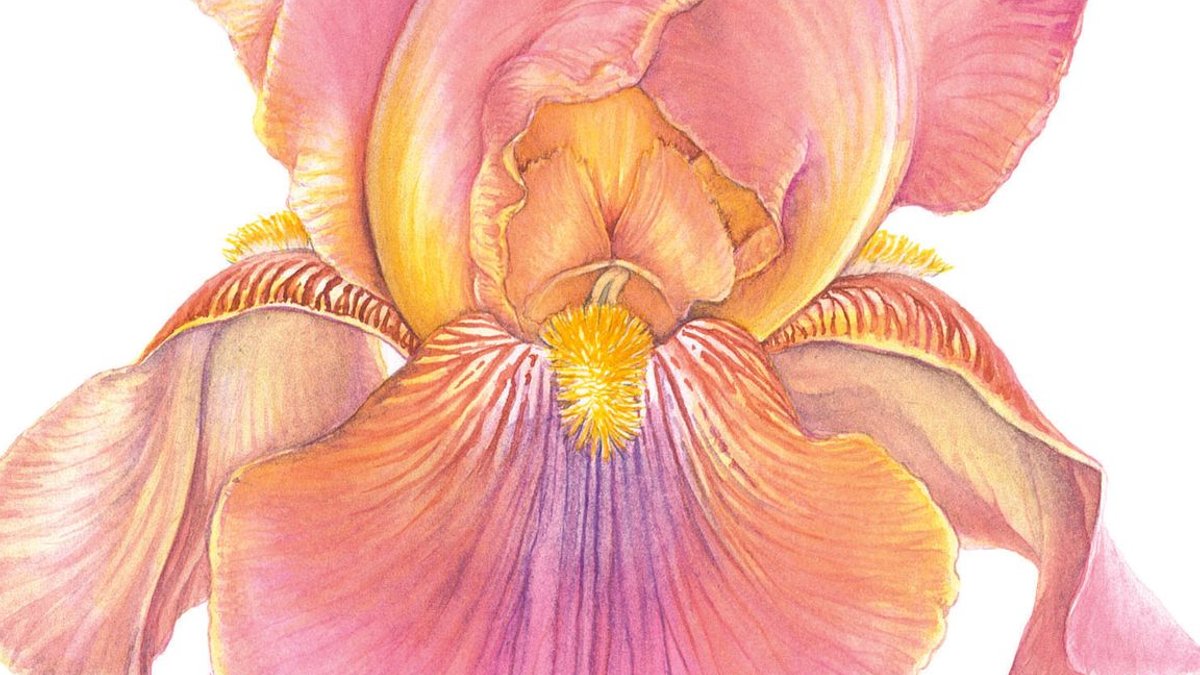 Rare Iris Blooms in Local Garden - rare iris
