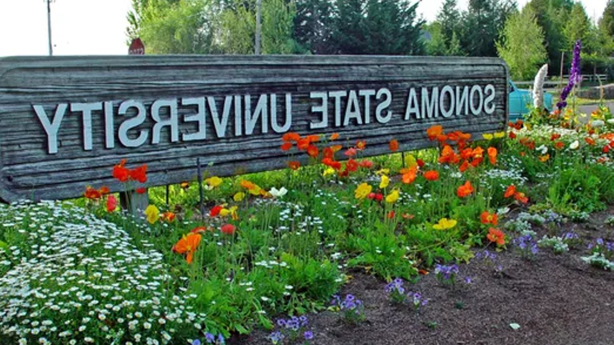 Sonoma State Revives NCAA Athletics Program Sonoma State Revives NCAA Athletics Program - ncaa athletics